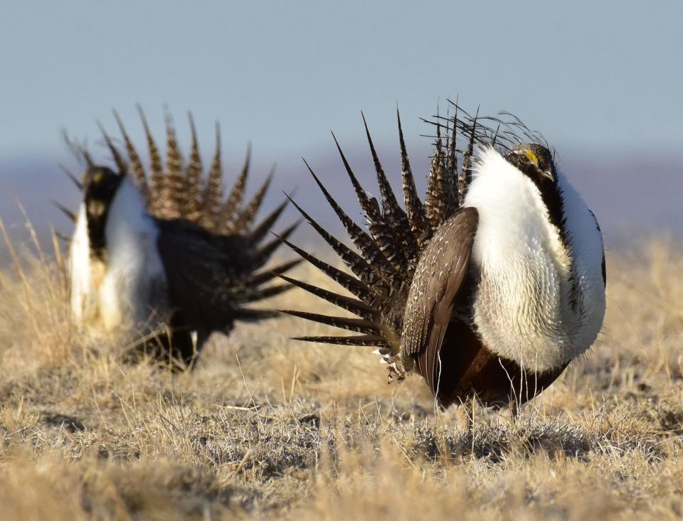 Two male greater sage grouse rest between competitive dance-fight sessions at Seedskadee National Wildlife Refuge in Wyoming.