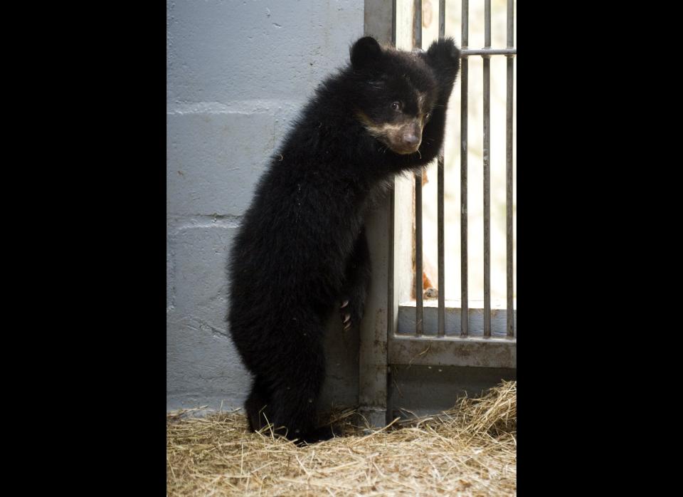 A spectacled bear (tremarctos ornatus), born in captivity four months ago, is seen at the zoo in Cali, Valle del Cauca department, Colombia, on January 11, 2012. LUIS ROBAYO/AFP/Getty Images
