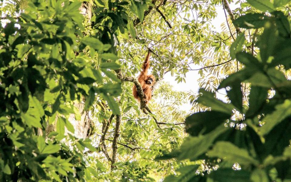 A wild orangutan in the Leuser Ecosystem, a reserve in the jungle of northern Sumatra.