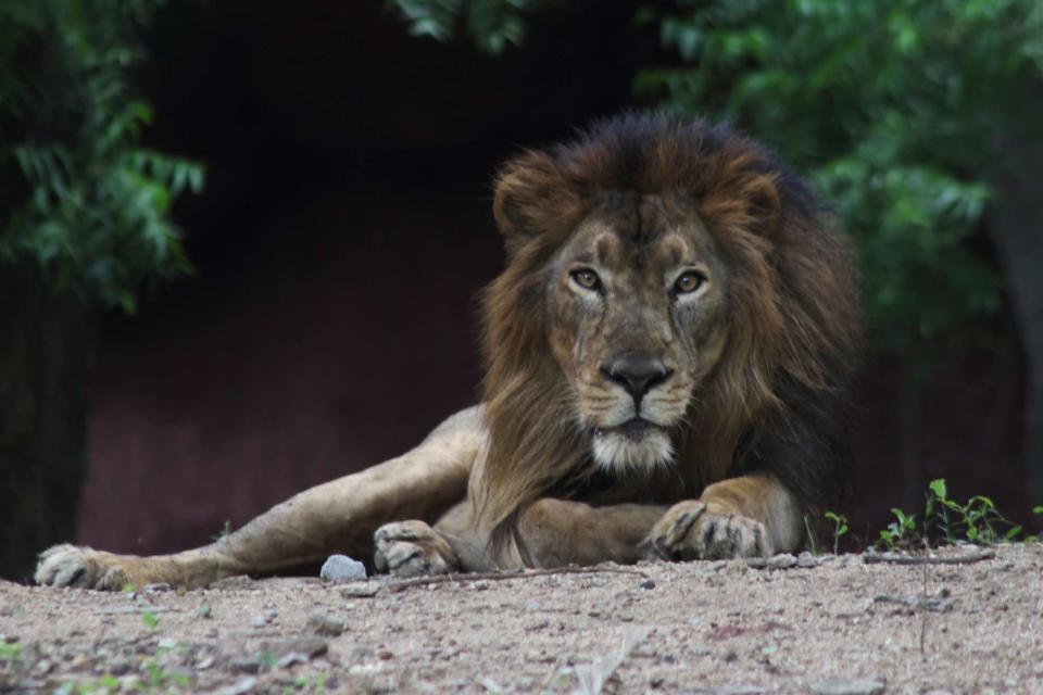 <p> Leber/ullstein bild via Getty </p> A lion in a zoo in Germany.