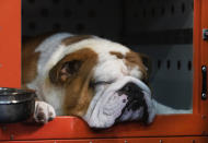 Thor the bulldog naps before competition at the 144th Westminster Kennel Club dog show, Monday, Feb. 10, 2020, in New York. Thor most recently won the Kennel Club of Philadelphia's National Dog Show in November, 2019. (AP Photo/Mark Lennihan)