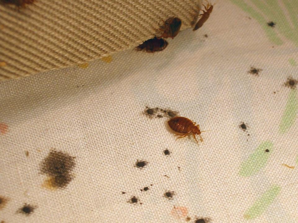 You can check for the telltale marks of a bed bug infestation on a bed’s mattress and box spring. <a href="https://www.acq.osd.mil/eie/afpmb/docs/techguides/tg44.pdf" rel="nofollow noopener" target="_blank" data-ylk="slk:H.J. Harlan, U.S. Armed Forces Pest Management Board;elm:context_link;itc:0;sec:content-canvas" class="link ">H.J. Harlan, U.S. Armed Forces Pest Management Board</a>, <a href="http://creativecommons.org/licenses/by/4.0/" rel="nofollow noopener" target="_blank" data-ylk="slk:CC BY;elm:context_link;itc:0;sec:content-canvas" class="link ">CC BY</a>