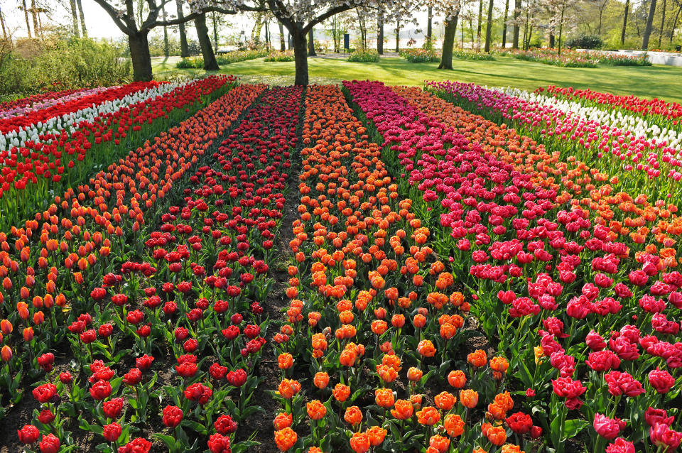 More than seven million tulips, daffodils and hyacinths make a spectacular display at the largest spring garden in the world. (Caters News)