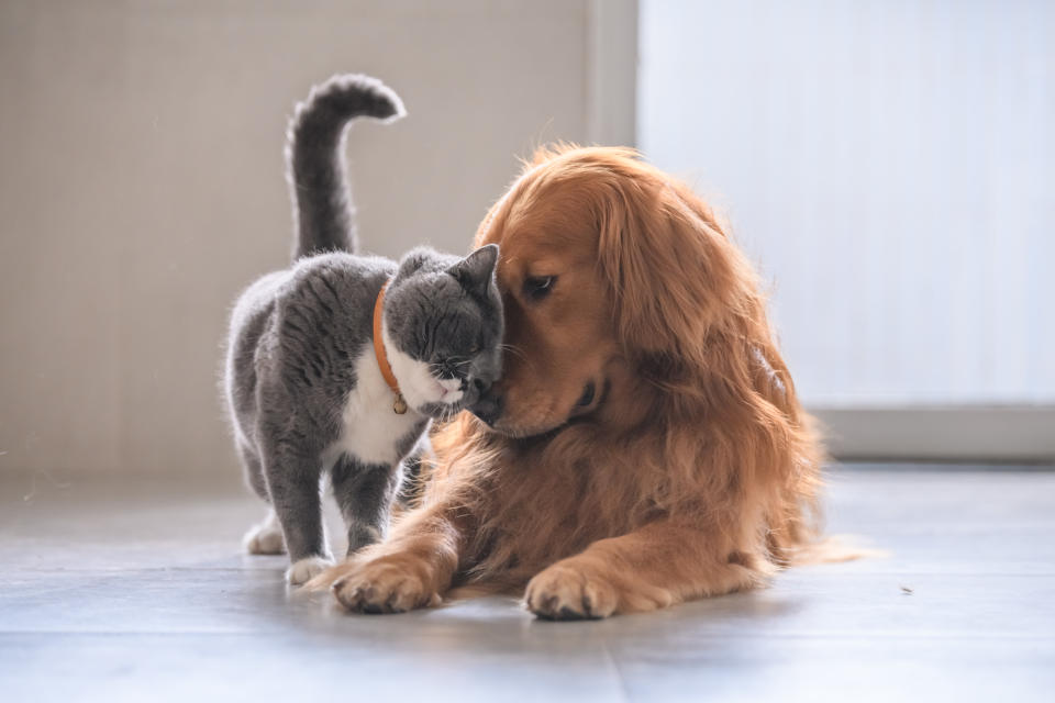 CBD market bets big on pets (<em> Courtesy: Getty Images</em>)