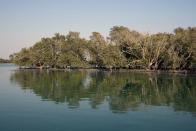 Mangroves are reflected in the water at Al Nouf area southwest of Abu Dhabi, United Arab Emirates, Wednesday, Oct. 11, 2023. Abu Dhabi National Oil Co. (ADNOC), earlier this year began using drones to scatter mangrove seeds across Abu Dhabi, part of what it touted as a sustainability effort to plant some 2.5 million of the carbon-storing plants. (AP Photo/Kamran Jebreili)