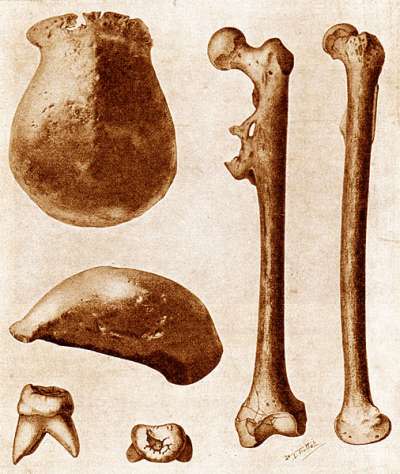 1930年代荷蘭學者在印尼爪哇島發現的直立人骨骸化石。（AP）
