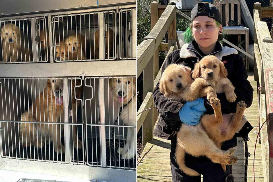 <p>Hopkinton Police Department</p> Golden retrievers rescued by officials in Hopkinton, Rhode Island on March 8
