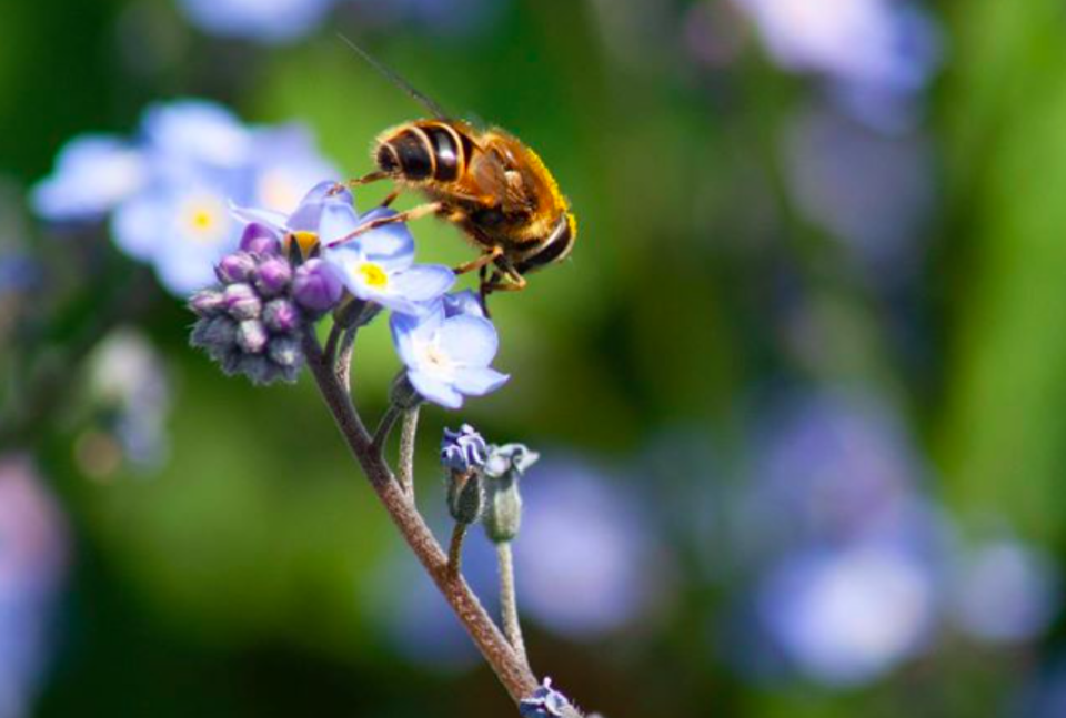 'Photobombed by a Bee' by Bethan Smith shows an insect hogging the limelight.