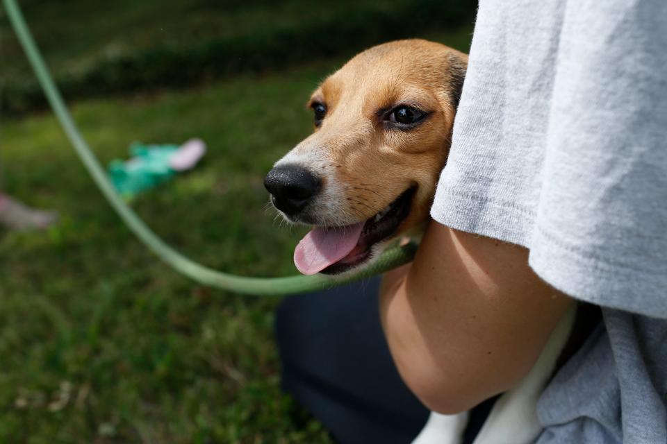 The beagles rescued from an Envigo facility in Virginia got to play outside on the grass and in the sunshine after arriving at the Athens Area Humane Society in Athens, Ga., on Wednesday, Aug. 17, 2022.