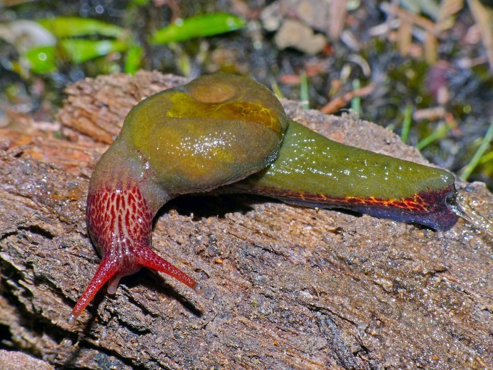 red and green snail