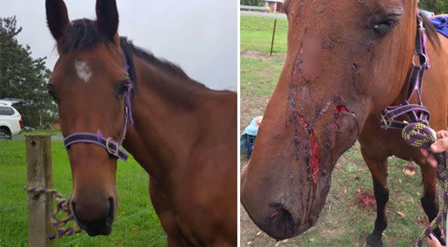 Retired racehorse George (pictured left, before the attack and right, after) was savaged by two dogs on Thursday. Photo: Supplied