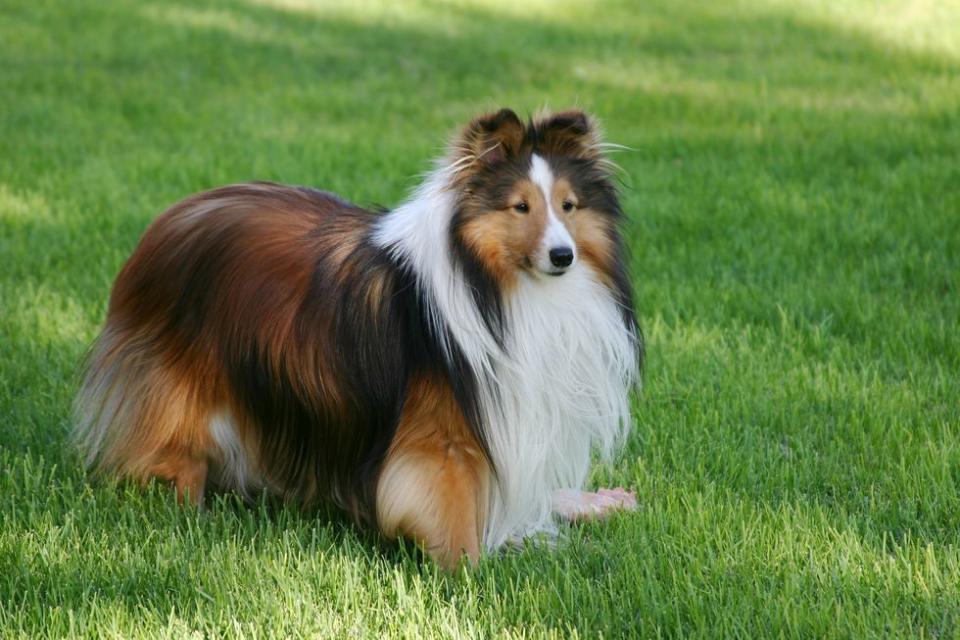 Shetland Sheepdog