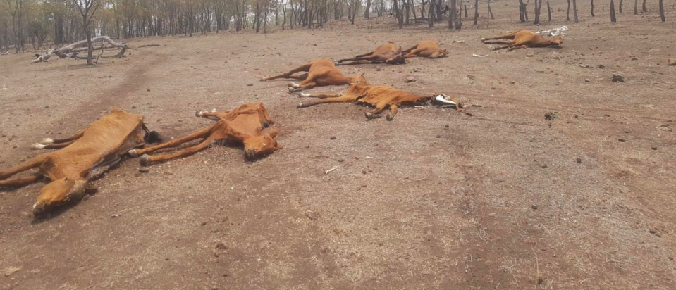 Six dead horses can be seen laying on the ground at the property. Source: Facebook