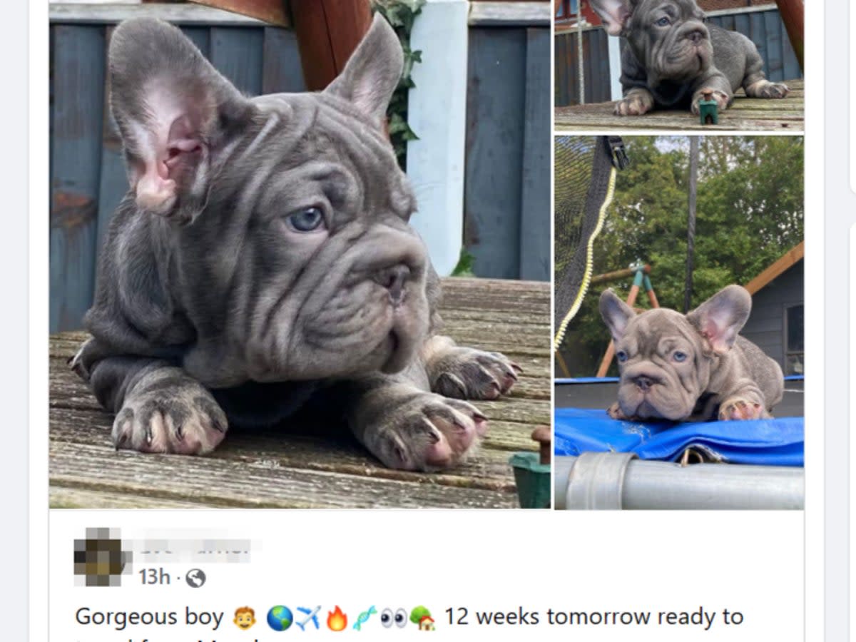 Traders cash in on the craze for dogs with many folds of skin  (Four Paws / Facebook )