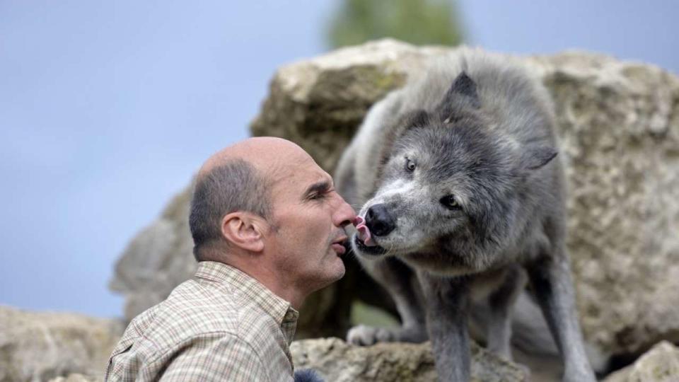 TO GO WITH AFP STORY BY FRANCOIS BECKER
Pierre Cadeac, founder of Fauna Films, trains a wolf for movie productions at the Fauna films park, on September 18, 2013 in Villemer, outside of Paris. With few hectares, Fauna Films hosts about 200 species of animals trained for films, advertising campaigns etc. AFP PHOTO/MIGUEL MEDINA (Photo by MIGUEL MEDINA / AFP)