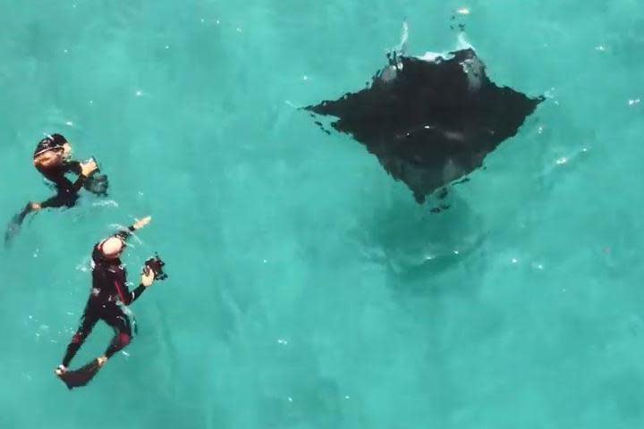 The three-metre-wide ray, nicknamed Freckles, approaches the group on Ningaloo Reef in western Australia.