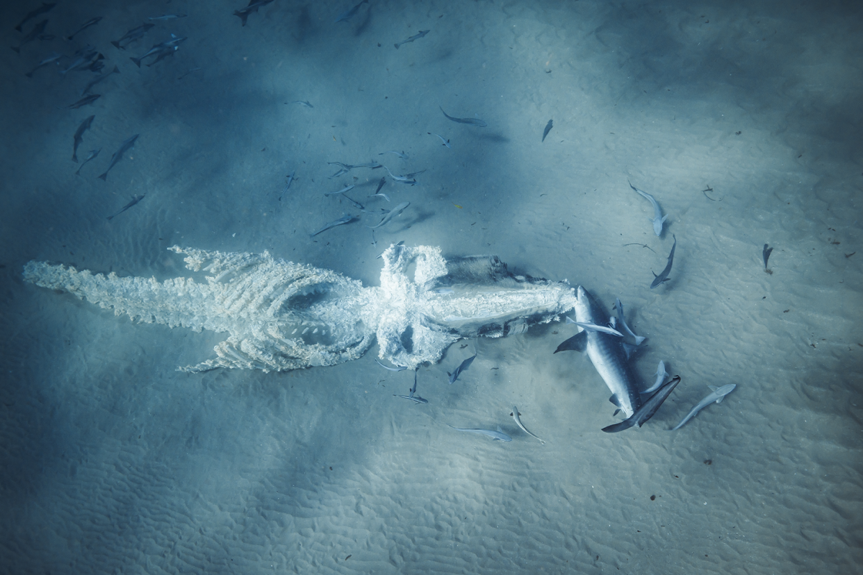 Sharks feeding on a humpback whale carcass on the ocean floor.