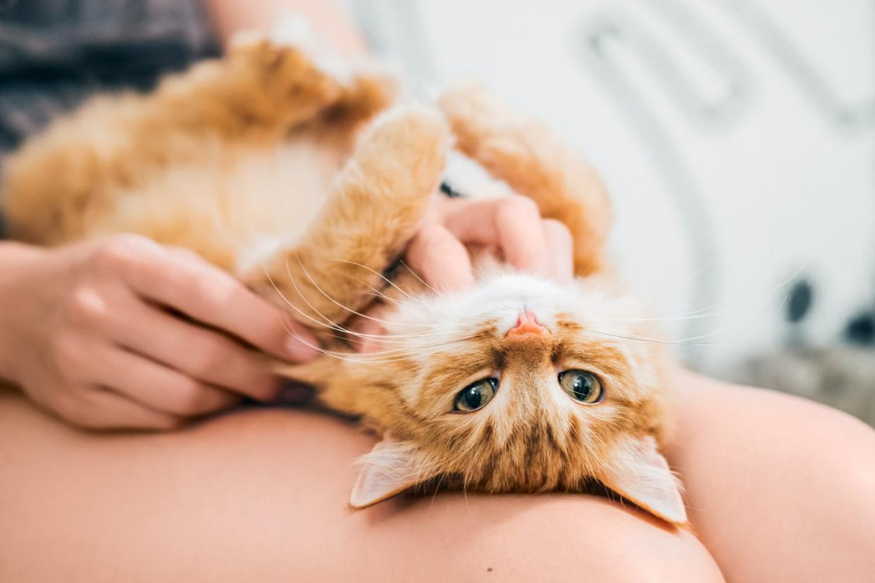 orange tabby cat on his back in the lap of his owner; facts about cats