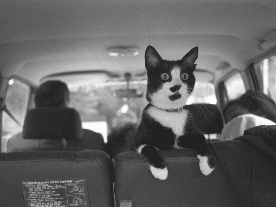 Socks the White House cat in 1993.