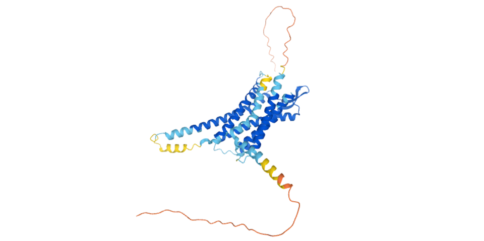 OXTR, or the oxytocin receptor, has repeating sequences of amino acids. <a href="https://alphafold.ebi.ac.uk/entry/P30559" rel="nofollow noopener" target="_blank" data-ylk="slk:AlphaFold Data/EMBL-EBI;elm:context_link;itc:0;sec:content-canvas" class="link ">AlphaFold Data/EMBL-EBI</a>, <a href="http://creativecommons.org/licenses/by/4.0/" rel="nofollow noopener" target="_blank" data-ylk="slk:CC BY;elm:context_link;itc:0;sec:content-canvas" class="link ">CC BY</a>