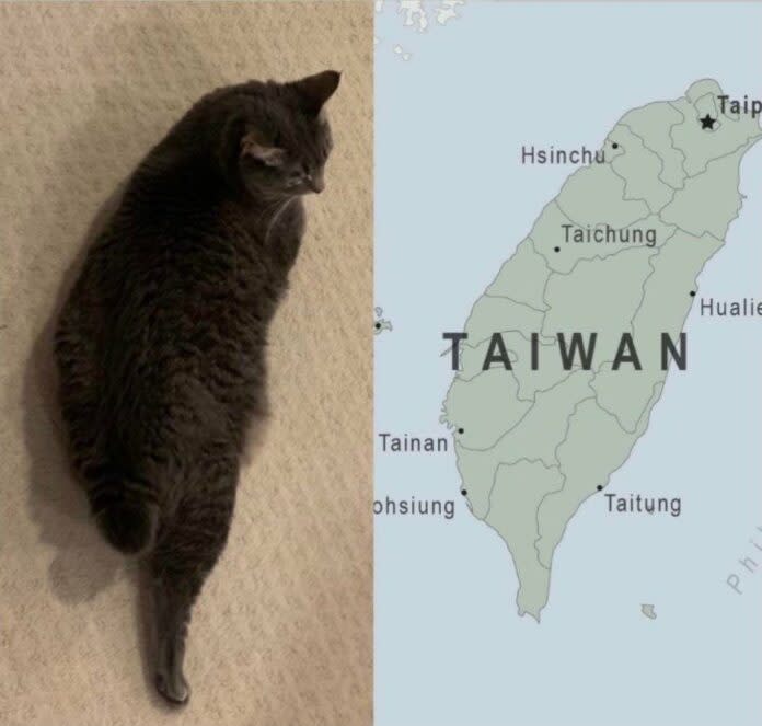 <p>貓咪因為慵懶的姿勢像極了台灣被外國網友封為「台灣最萌吉祥物」。（圖／取自@bakuding推特）</p>
