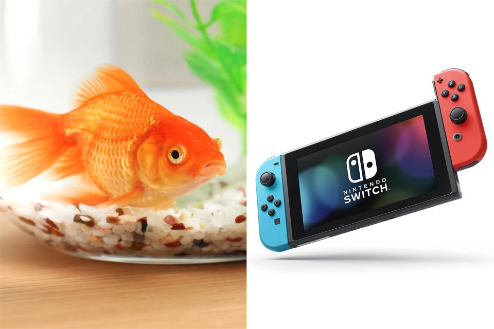 Beautiful bright small goldfish in round glass aquarium on wooden table indoors, Nintendo Switch