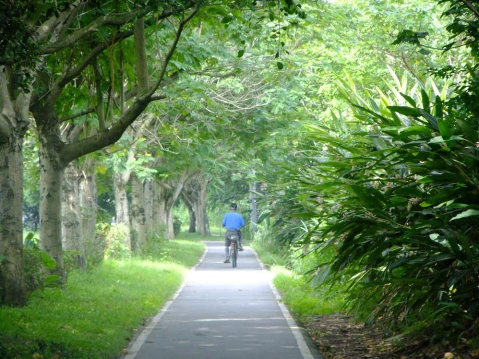 《圖說》新海一期人工濕地自行車道旁一整排的月桃即將吐蕊綻放。〈高灘處提供〉