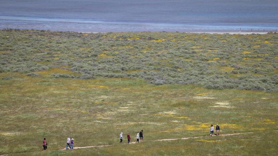 Wildflowers bloom along the Soda Lake Trail as seen from Overlook Hill at the Carrizo Plain National Monument on April 3, 2024. David Middlecamp/dmiddlecamp@thetribunenews.com