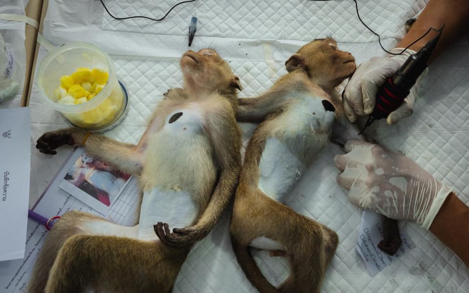 A worker tattoos identification numbers onto an anesthetized long-tailed macaque