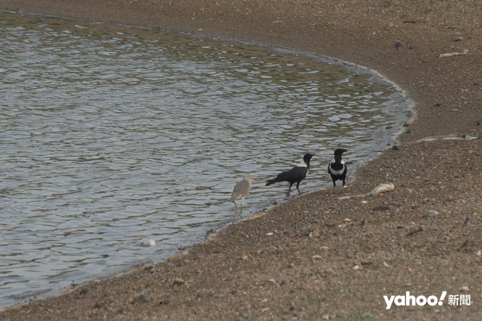 新田魚塘一帶是不少瀕危候鳥的棲息地，觀鳥會指工程展開將會切斷黑臉琵鷺等候鳥在大灣區僅存最完整的度冬濕地，亦會威脅全球候鳥族群的安全。
