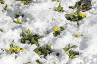 <p>Snow surrounds primroses in Westgate Gardens in the historic city of Canterbury, in Kent, south east England. The so-called ‘Beast from the East’ snow storm arrived in the Britain Monday and will continue on for the next few days as it chills most of Europe. (AP Photo/Matt Dunham) </p>