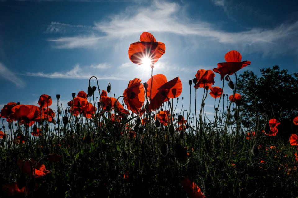 <p>Poppies grown in a field in Staffordshire in Stafford, England. The poppy is a flowering plant that has been used as an analgesic and narcotic flowering plant. Following the trench warfare in the poppy fields of Flanders during Word War One poppies have become a symbol of remembrance of soldiers who have died during wartime. (Ian Forsyth/Getty Images) </p>