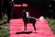 <p>A Chinese crested dog named Rascal stands on the red carpet during the 2017 World’s Ugliest Dog contest at the Sonoma-Marin Fair on June 23, 2017 in Petaluma, Calif. (Photo: Justin Sullivan/Getty Images) </p>