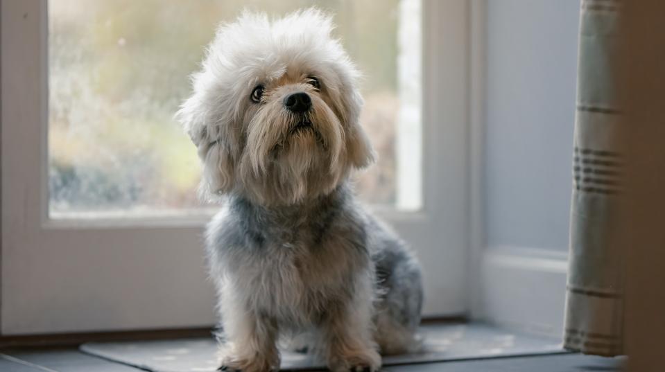 Dandie Dinmont Terrier