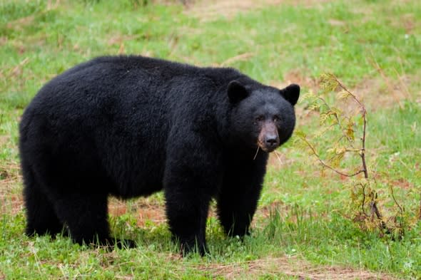 Hunter mauled by black bear in Wyoming