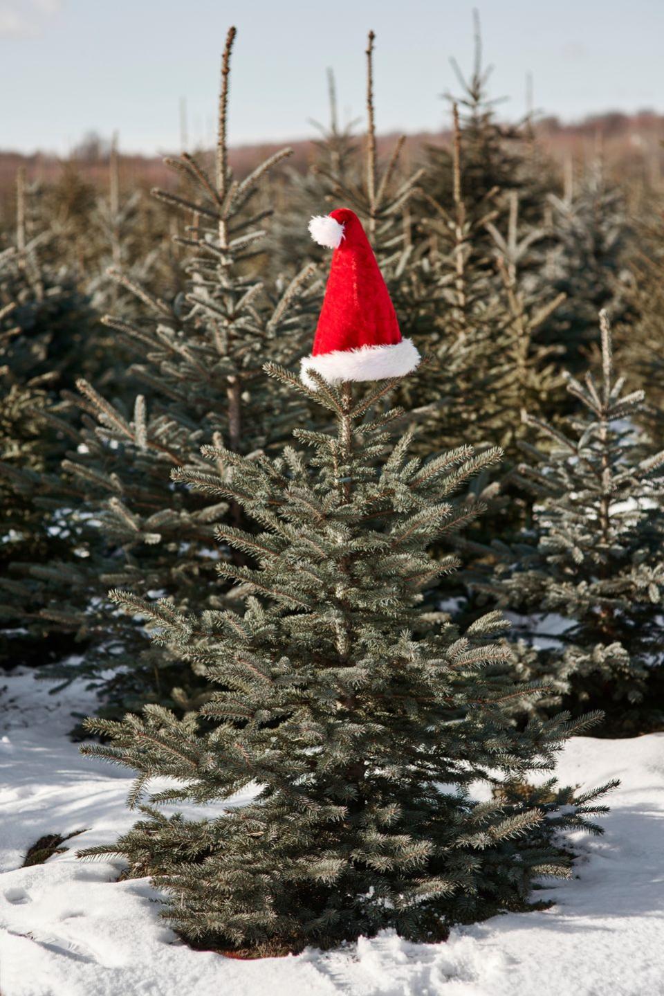 Wisconsin: Hann’s Christmas Tree Farm