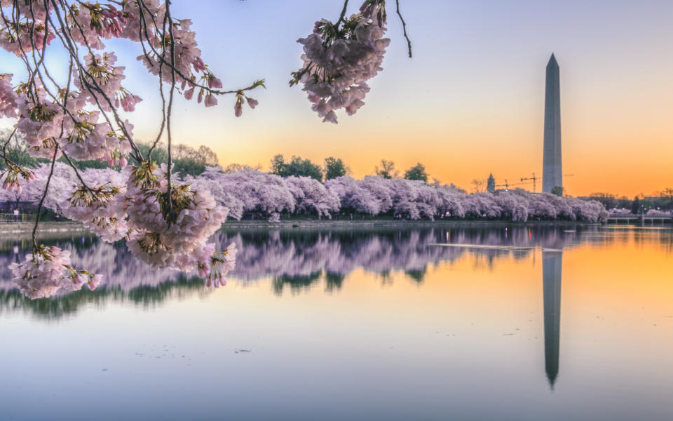 cherry blossom trees along the tidal basin