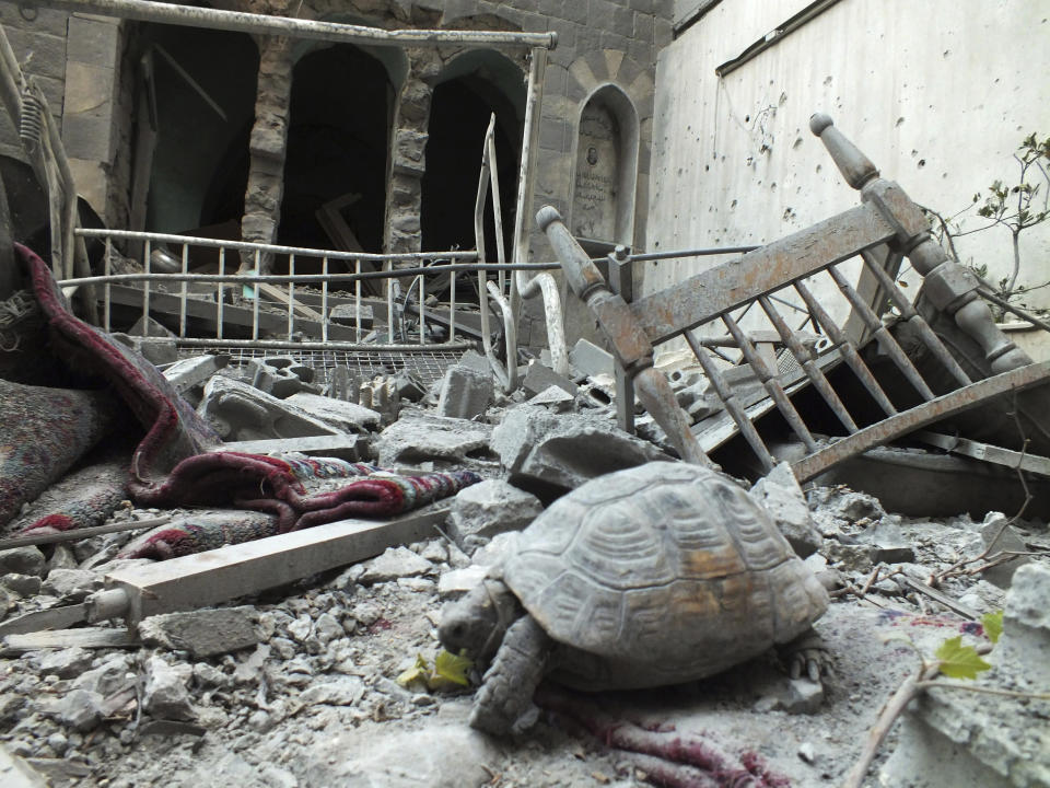 An abandoned pet tortoise walks on the debris of a damaged house in the neighbourhood of old Homs