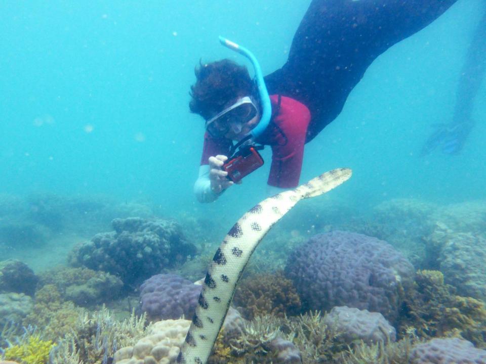 Sea Snakes