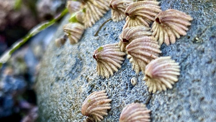 Bent barnacles attached to rock