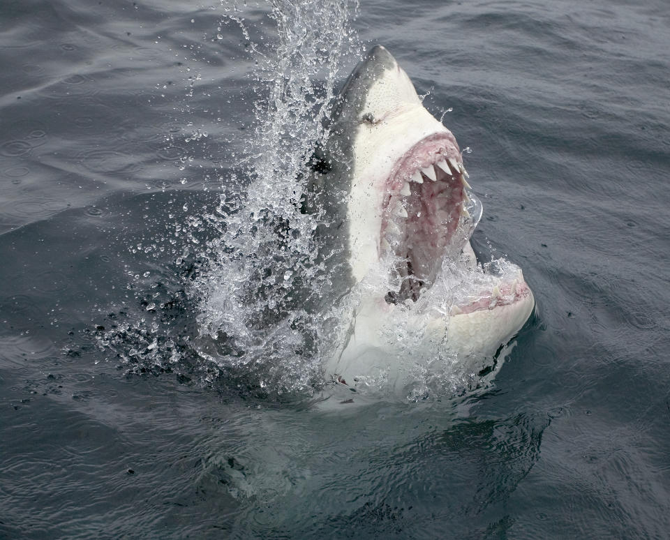 Este biólogo marino ha estado siempre rodeado de tiburones, pero nunca se había enfrentado a tanto peligro como esta vez en el Cabo Cod. Foto: Stephen Frink/ Getty Images