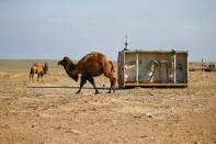 <p>Camels graze next to an abandoned fuel station in the village of Zhalanash, near the Aral Sea, south-western Kazakhstan, April 16, 2017. Zhalanash, where some 700 people live, is close to what used to be a cove (small bay) housing many fishing vessels and later became a tourist attraction known as “the ship graveyard”. (Shamil Zhumatov/Reuters) </p>