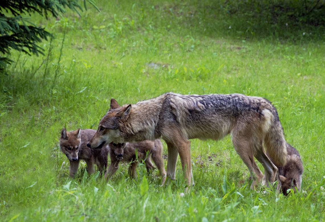 Coyote sightings are common in May, as coyote parents are often looking for food for their newborn pups.