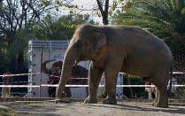 A photographer takes a picture of an elephant named "Kaavan" waiting to be transported to a sanctuary in Cambodia, at the Maragzar Zoo in Islamabad, Pakistan, Friday, Nov. 27, 2020. Iconic singer and actress Cher was set to visit Pakistan on Friday to celebrate the departure of Kaavan, dubbed the “world’s loneliest elephant,” who will soon leave a Pakistani zoo for better conditions after years of lobbying by animal rights groups and activists. (AP Photo/Anjum Naveed)
