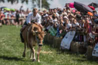 <p>A participant wearing traditional Bavarian lederhosen competes on his ox in the 2016 Muensing Oxen Race (Muensinger Ochsenrennen) on August 28, 2016 in Muensing, Germany. (Photo: Matej Divizna/Getty Images)</p>