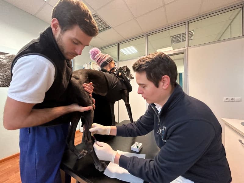 Veterinarian Simon Kirchler (r) draws blood from a dog for the dog gene bank. Christoph Sator/dpa