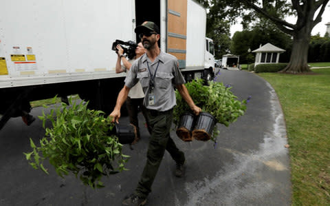 A U.S. National Park Service gardener carries plants from a truck for planting at the White House in Washington - Credit: Reuters