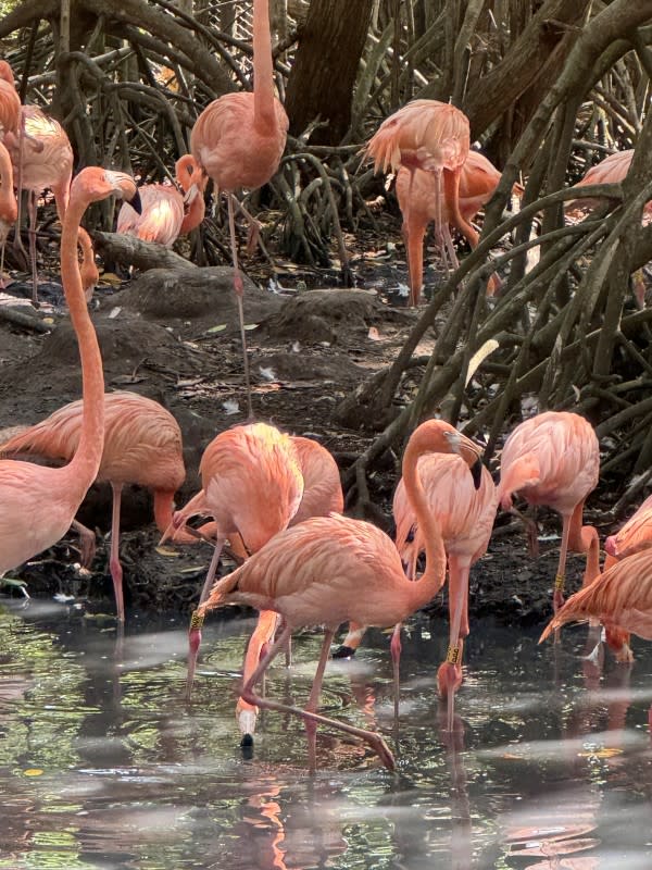 <em>A flock of flamingos at the National Aviary of Colombia (Aviario Nacional de Colombia)</em><p>Courtesy Kelsey Barberio</p>