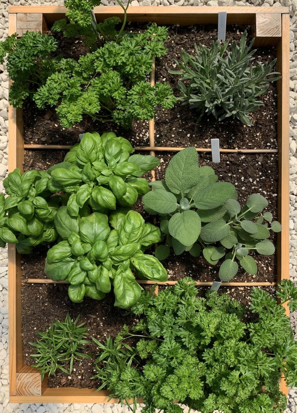 <p>Sage, rosemary, parsley — whatever your favorite herbs might be, a raised garden bed is a perfect space for most of them to thrive. </p><p><a class="link " href="https://go.redirectingat.com?id=74968X1596630&url=https%3A%2F%2Fferrymorse.com%2Fproducts%2Fparsley-giant-of-italy-plantlings&sref=https%3A%2F%2Fwww.goodhousekeeping.com%2Fhome%2Fdecorating-ideas%2Fg36099331%2Fraised-garden-bed-ideas%2F" rel="nofollow noopener" target="_blank" data-ylk="slk:Shop Now;elm:context_link;itc:0;sec:content-canvas">Shop Now</a><br><br><strong>RELATED:</strong> <a href="https://www.goodhousekeeping.com/home/gardening/a33670791/how-to-store-fresh-herbs/" rel="nofollow noopener" target="_blank" data-ylk="slk:How to Store Fresh Herbs;elm:context_link;itc:0;sec:content-canvas" class="link ">How to Store Fresh Herbs</a></p>