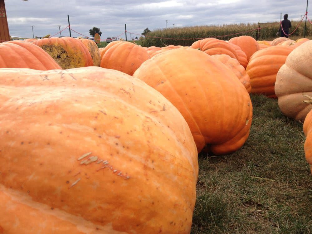 Heap's Giant Pumpkin Farm, Minooka, Illinois